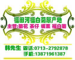 【福白菊批发】湖北省麻城市：探索福白菊之乡福田河 发现麻城之美