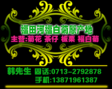 福白菊批发湖北省麻城市福田河菊花价格福白菊生产基地胎菊采购